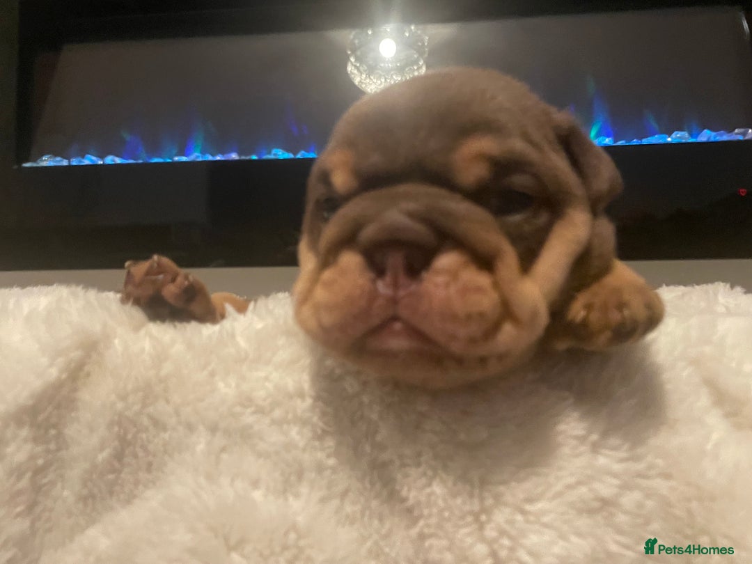 English Bulldog dogs for sale: TOP CLASS  English Bull Dog puppies  - Advert 23
