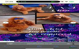 Maltipoo dogs for sale: Small Maltipoo boys ❤️❤️❤️ READY NOW 🫶 - Image 30