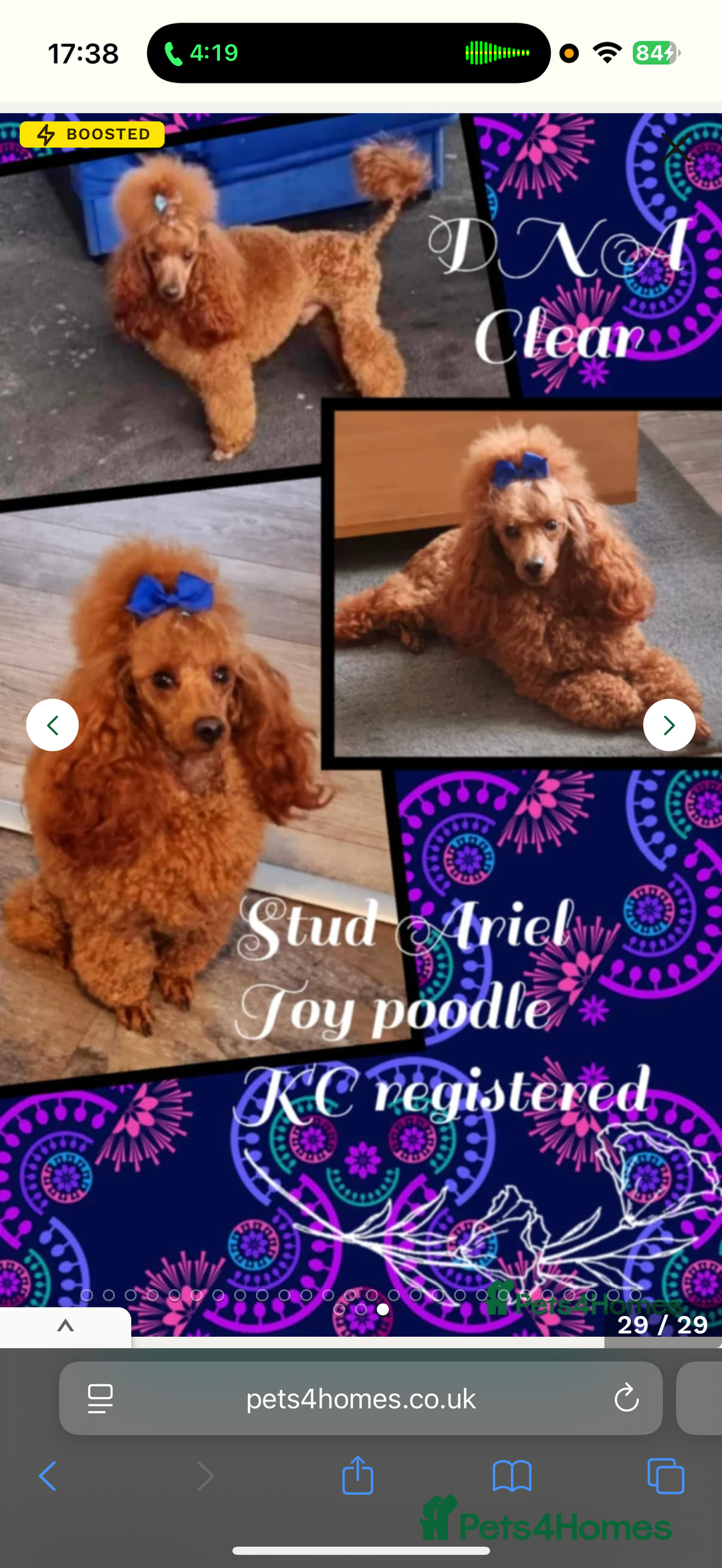 Maltipoo dogs for sale: Small Maltipoo boys ❤️❤️❤️ READY NOW 🫶 - Image 30