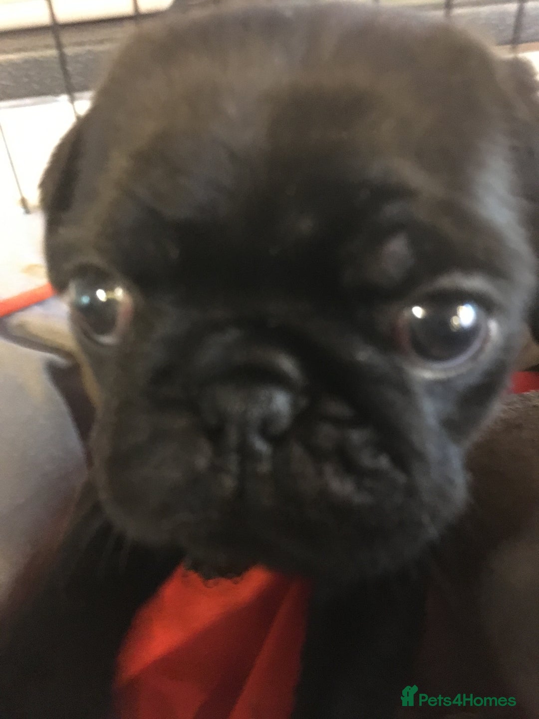 Pug dogs for sale: Platinum pug girls vaccinated Insured microchipped - Image 14