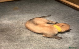 German Shepherd dogs for sale: German Shepherd pups - Image 5