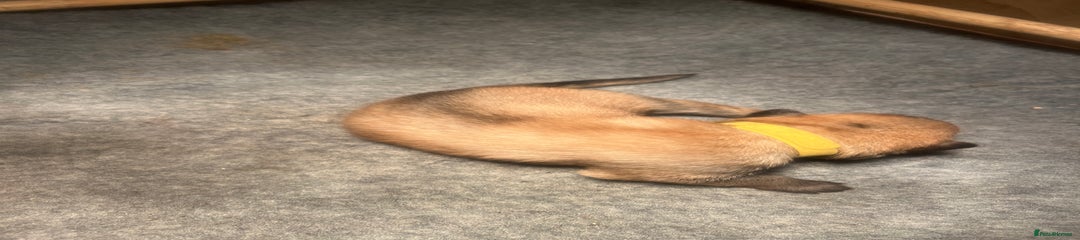 German Shepherd Puppy 1 SOLD