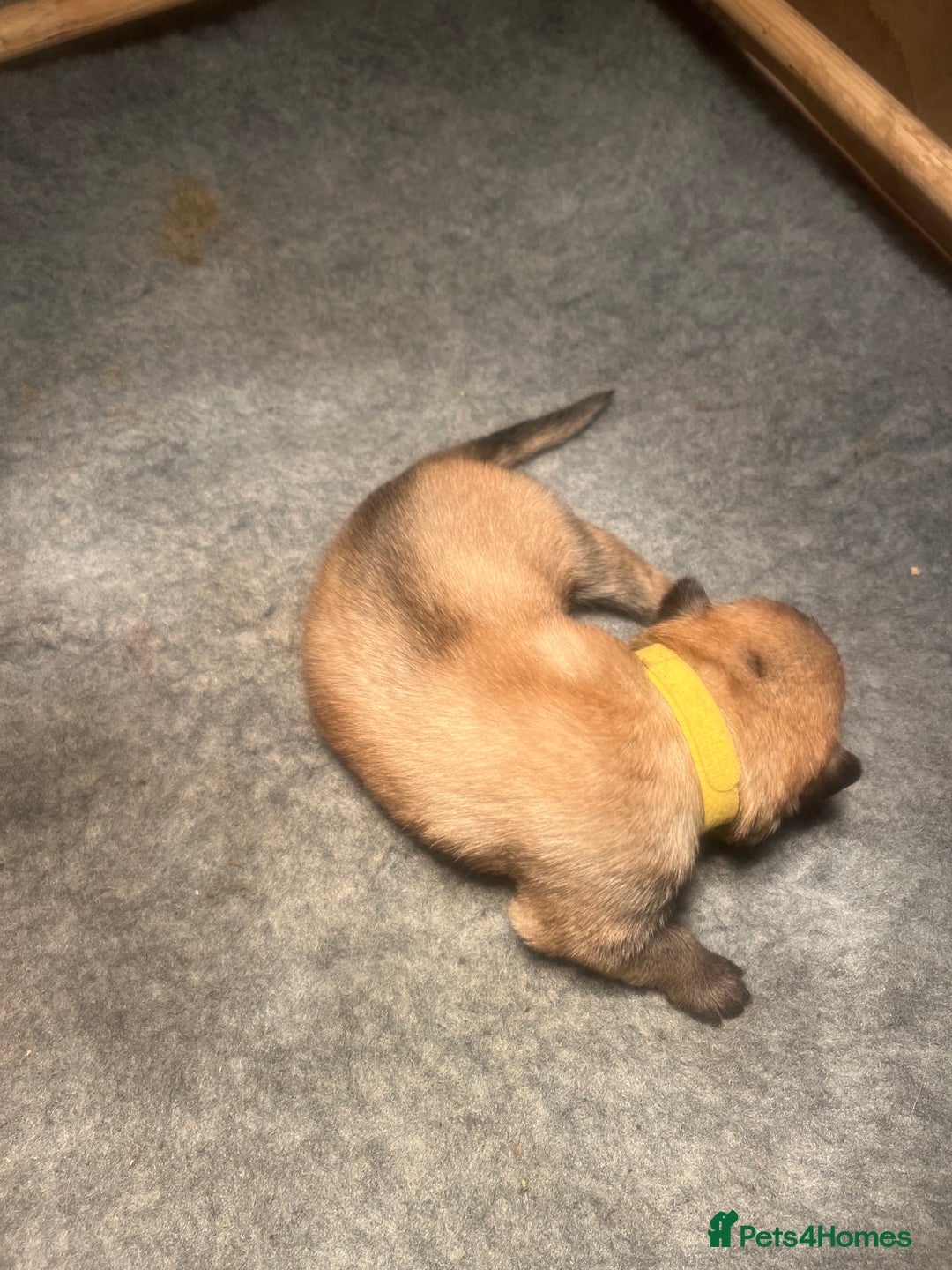 German Shepherd dogs for sale: German Shepherd pups - Image 5