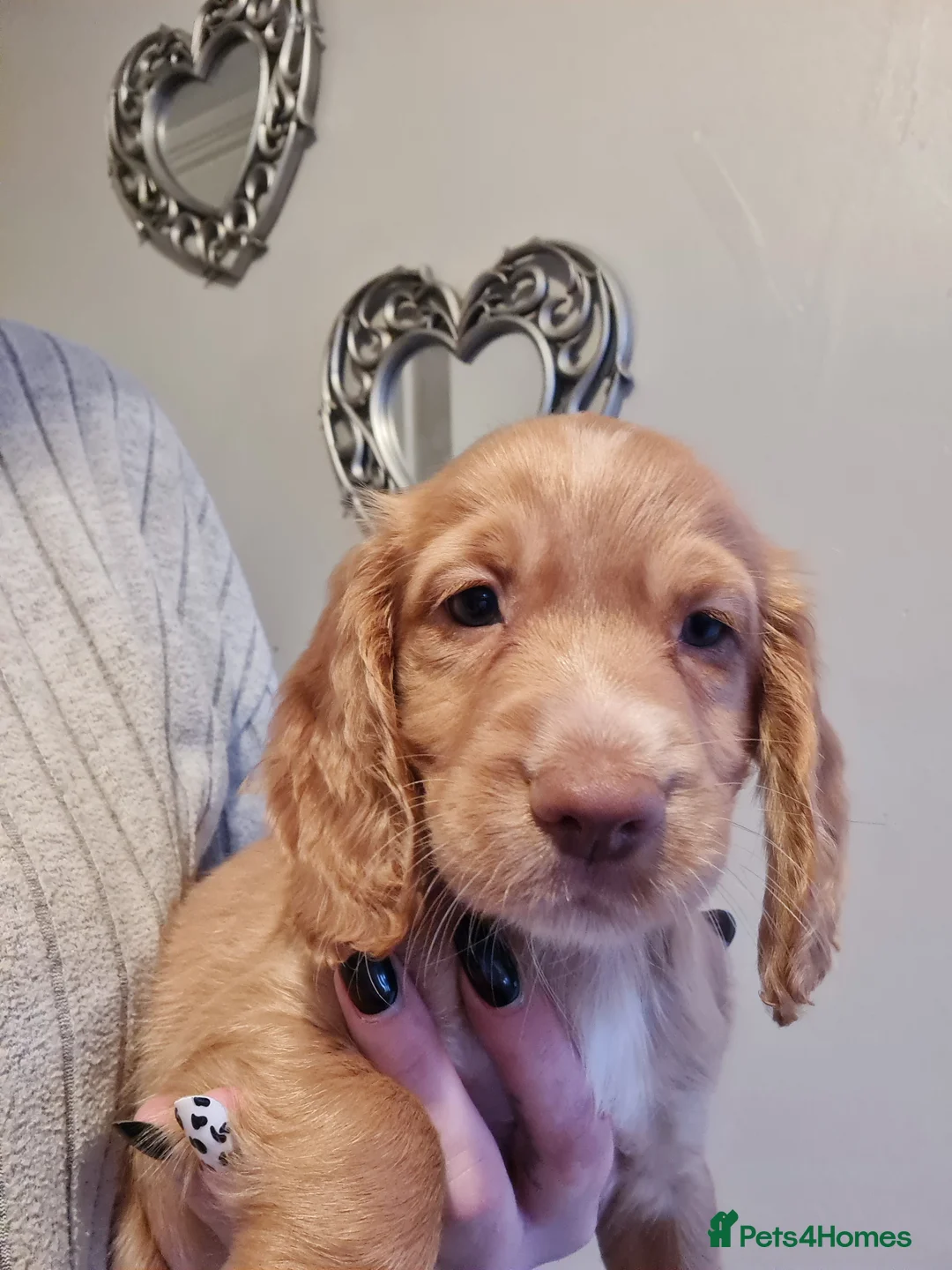 Cocker Spaniel dogs for sale: 5 Gorgeous Working Cockers - Advert 9