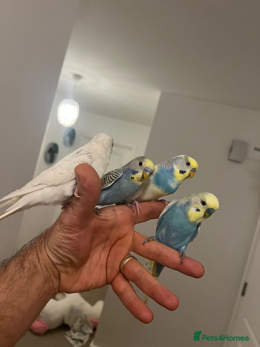 Budgerigars birds for sale: Budgies and cocktails - Image 7