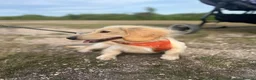 Miniature Dachshund dogs for stud: Cream Proven Miniature Dachshund Stud   - Advert 6