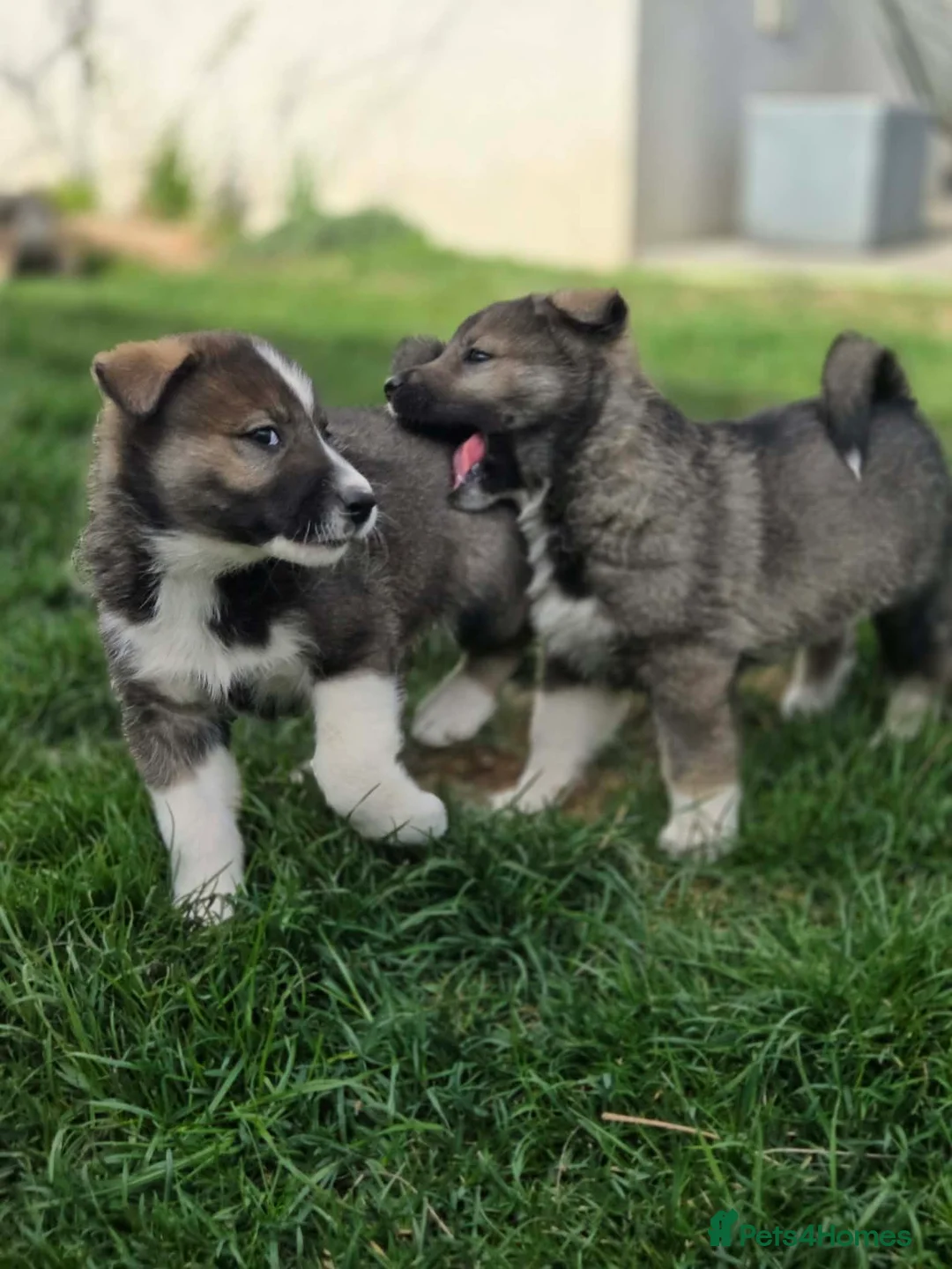 Siberian Husky dogs for sale: Western Siberian Lajka - Advert 2