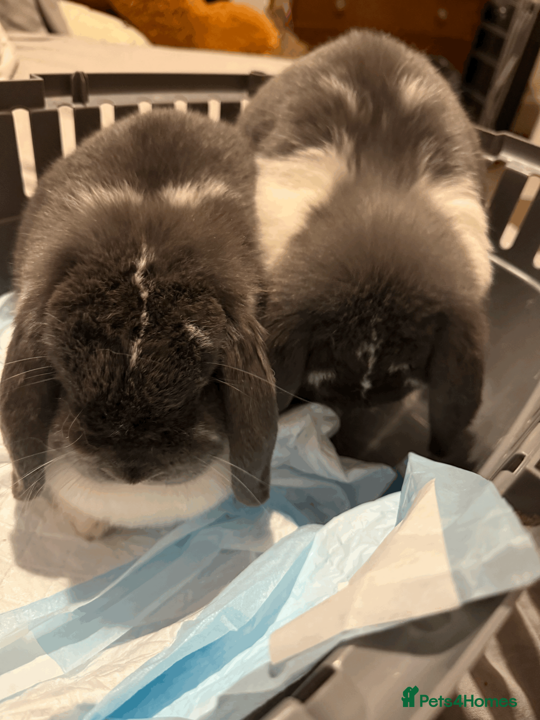 Mini Lop rabbits for sale: Two mini lops for sale - Advert 2