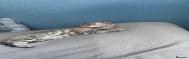 Bengal Kitten 1