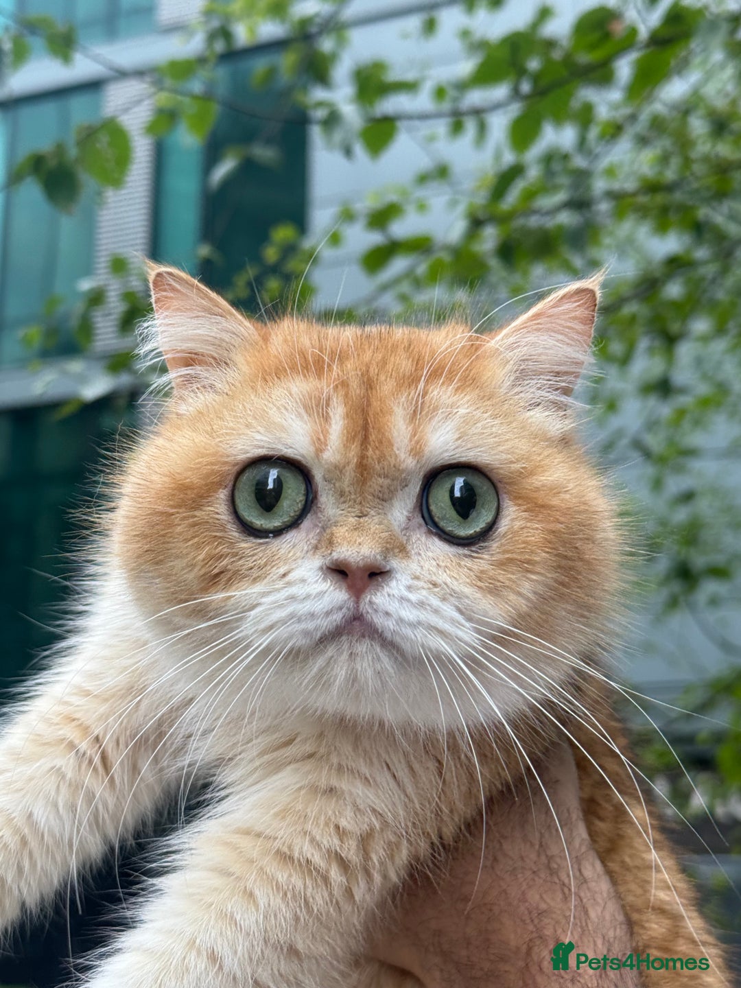British Shorthair cats for sale: British shorthair TICA male kitten in Sheffield - Image 1