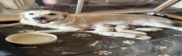 Golden Retriever dogs for sale: Stunning Cream Golden Retriever Puppies  - Advert 4