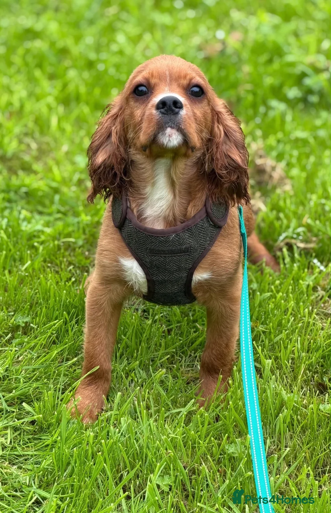 Cavalier King Charles Spaniel dogs for sale: DNA CAVALIER PUPPIES - Advert 1