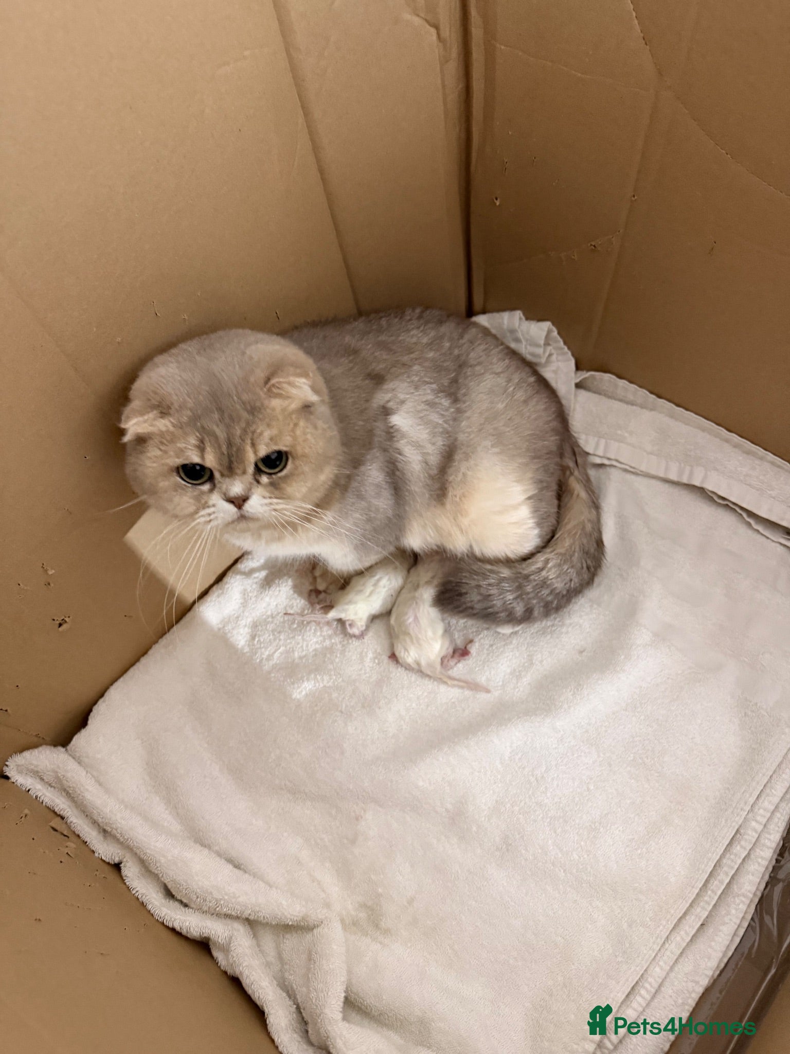 British Longhair cats Rainbow litter of show quality kittens  - Advert 1