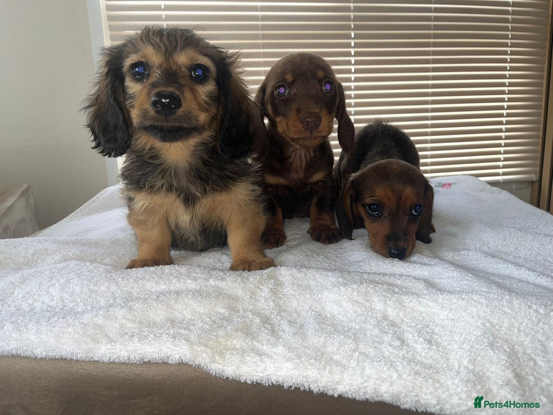 Dachshund dogs for sale: Dachshund puppies - Image 2