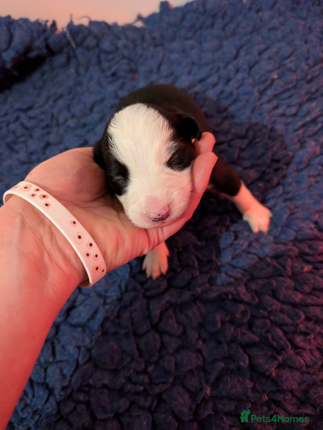 Border Collie dogs for sale: Traditional border collie puppies - Image 2