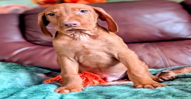 Hungarian Vizsla dogs - Advert 7