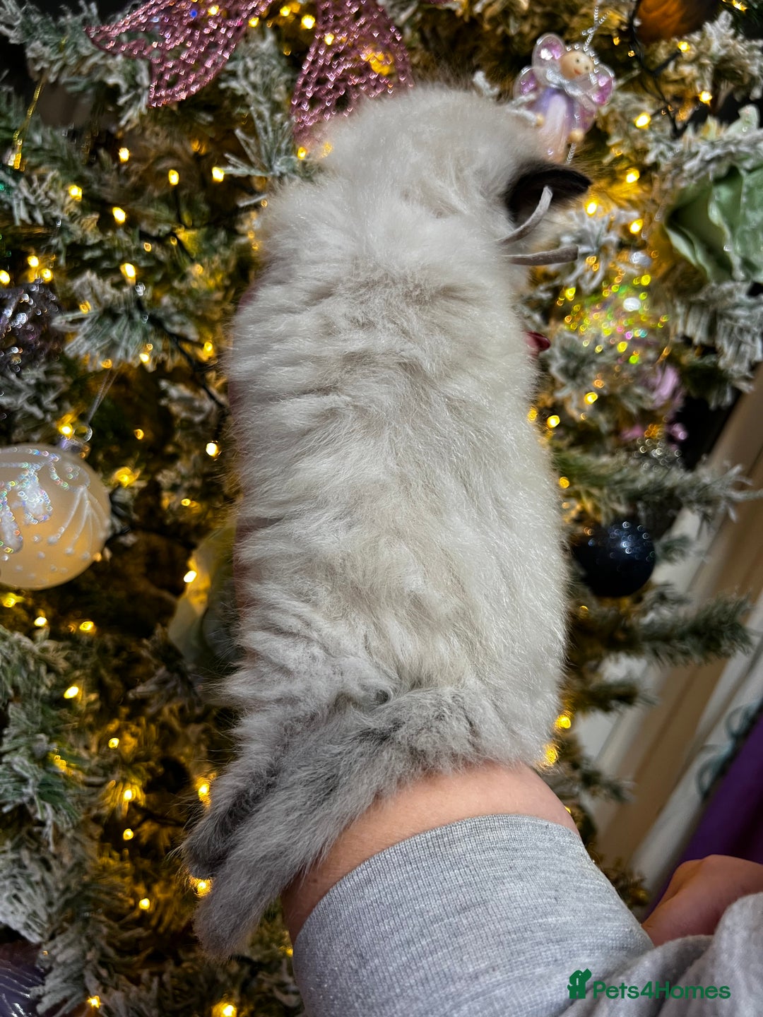 Ragdoll cats for sale: Ragdoll kittens blue point and seal point  - Advert 22