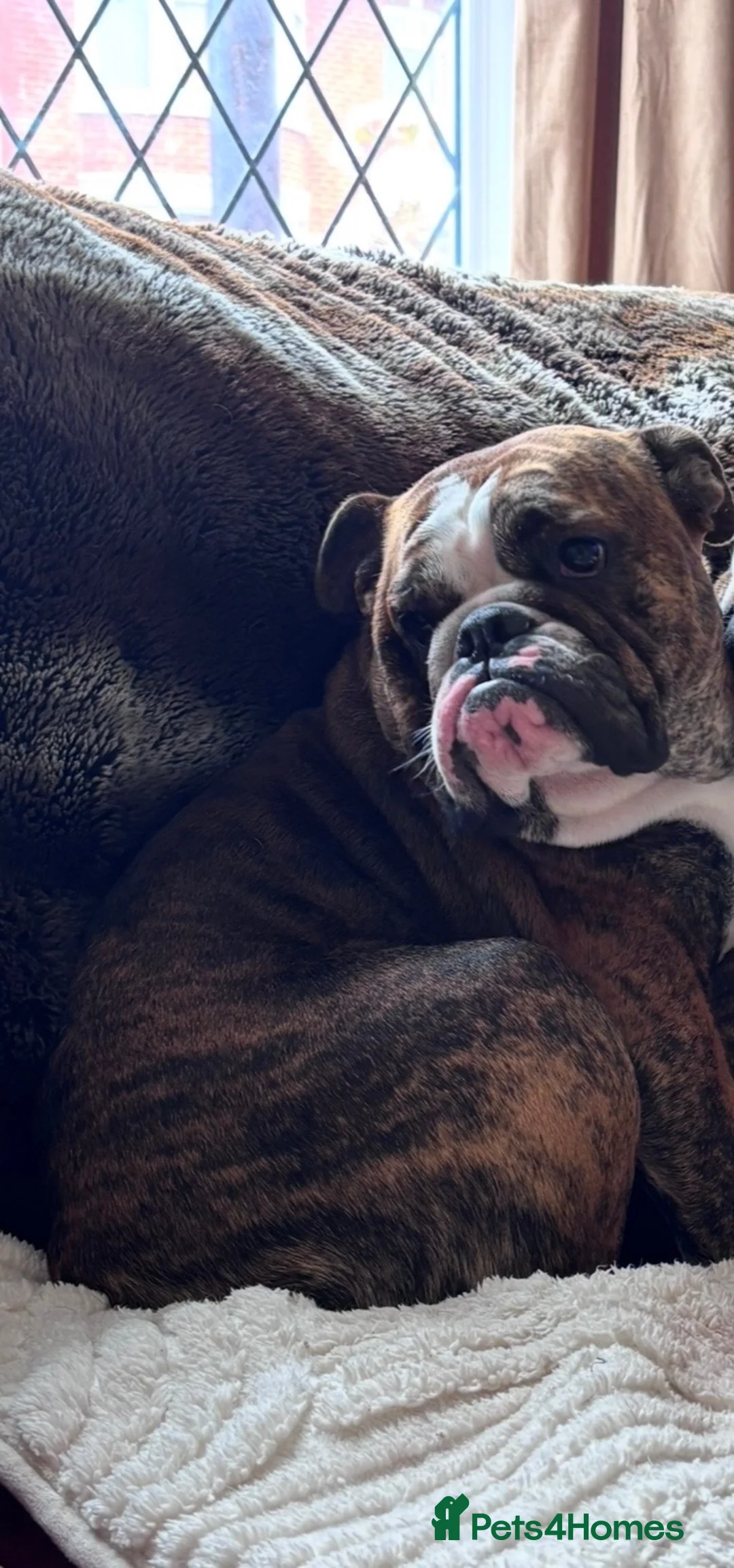 English Bulldog dogs for sale: Blue nicknamed Teacake - Advert 1