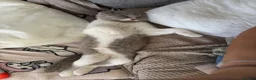 Scottish Fold cats for sale: Kitten looking for a new home! - Advert 7