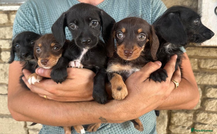 Mixed Breed dogs - Advert 6