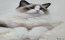 Ragdoll cats for stud: GCCF RAGDOLL STUD CHUNKY BIG BOY MILTON KEYNES in Milton Keynes - Image 2