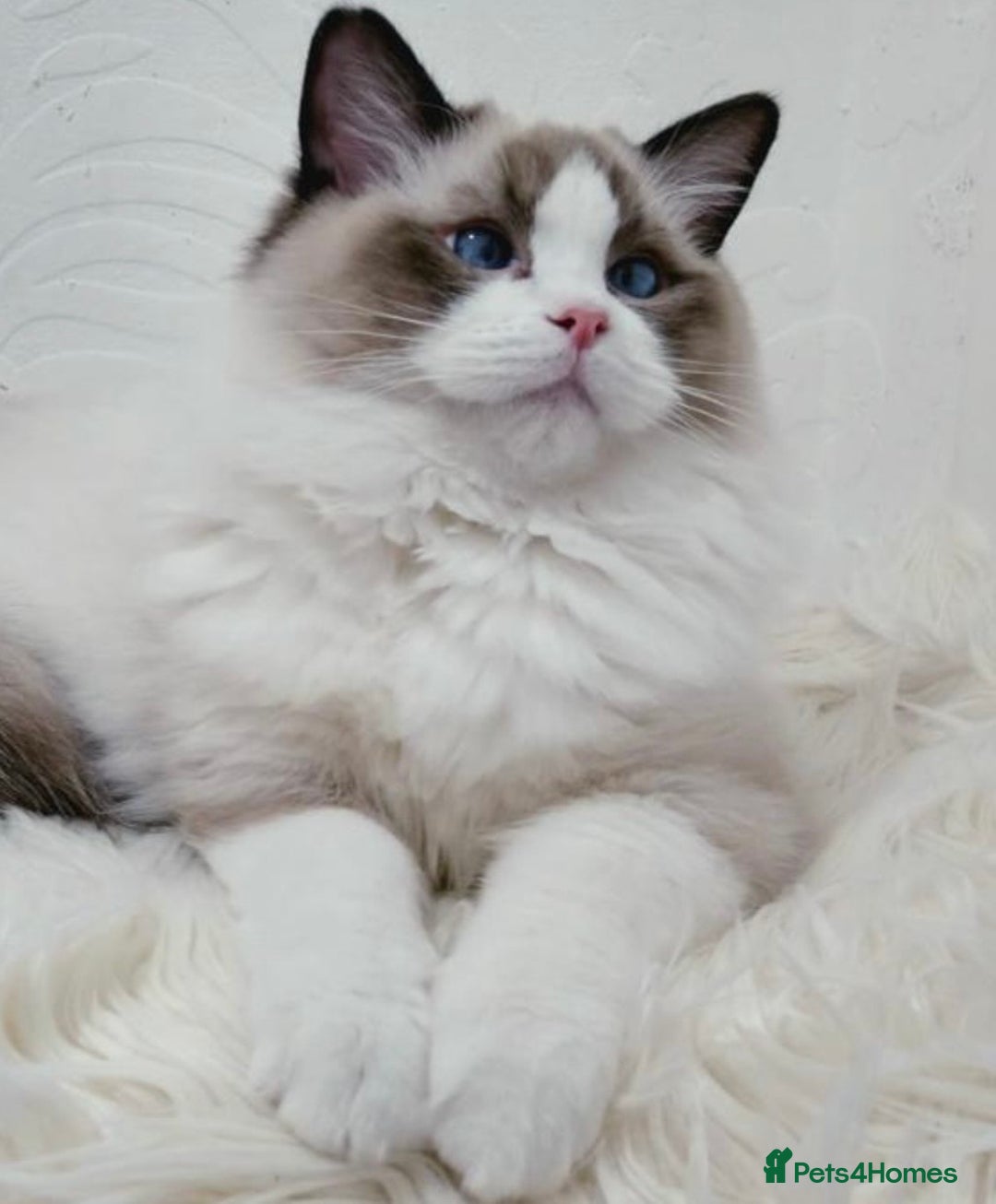 Ragdoll cats for stud: GCCF RAGDOLL STUD CHUNKY BIG BOY MILTON KEYNES in Milton Keynes - Image 2
