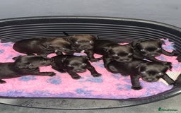 Patterdale Terrier dogs for sale: PATTERDALE PUPS FOR SALE (Nutall lines) - Image 22