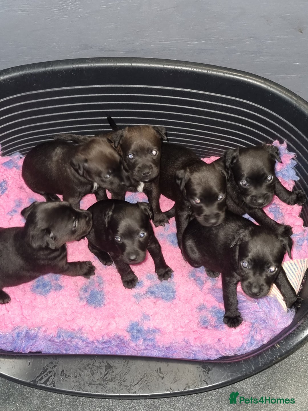 Patterdale Terrier dogs for sale: PATTERDALE PUPS FOR SALE (Nutall lines) - Image 22