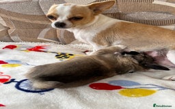 Chihuahua dogs for sale: 3 beautiful chihuahuas - Image 18