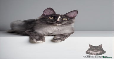 Maine Coon cats - Advert 7