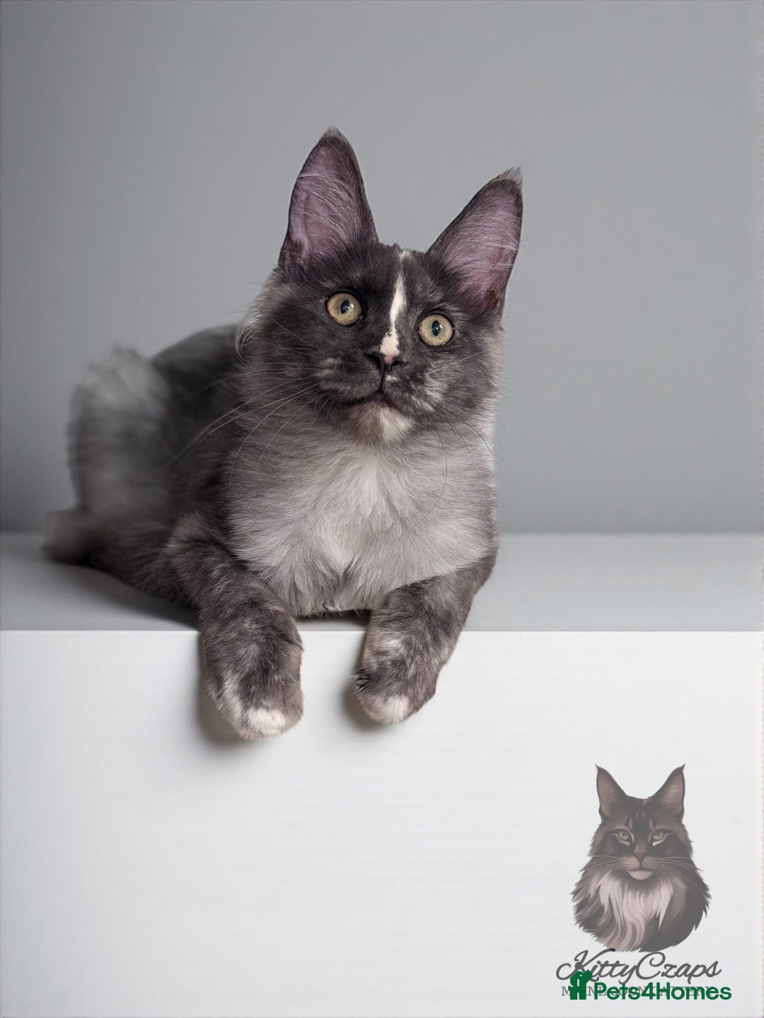 Maine Coon cats for sale: 🌟🌟 The last unique girl🩷 Maine Coon  🌟🌟 - Image 2