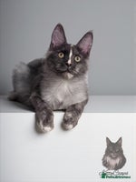Maine Coon cats - Advert 7