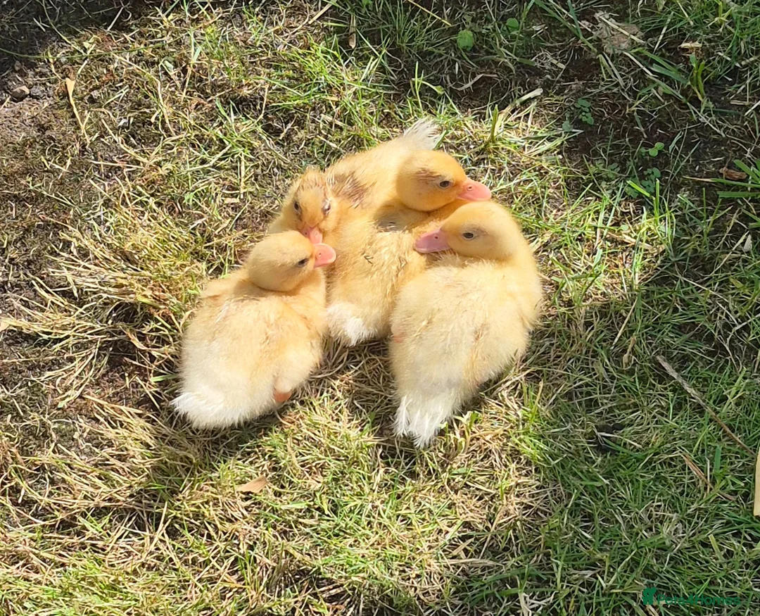 Ducks poultry for sale: 4 unsexed call ducks - Advert 1