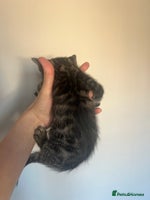 Bengal cats - Advert 1