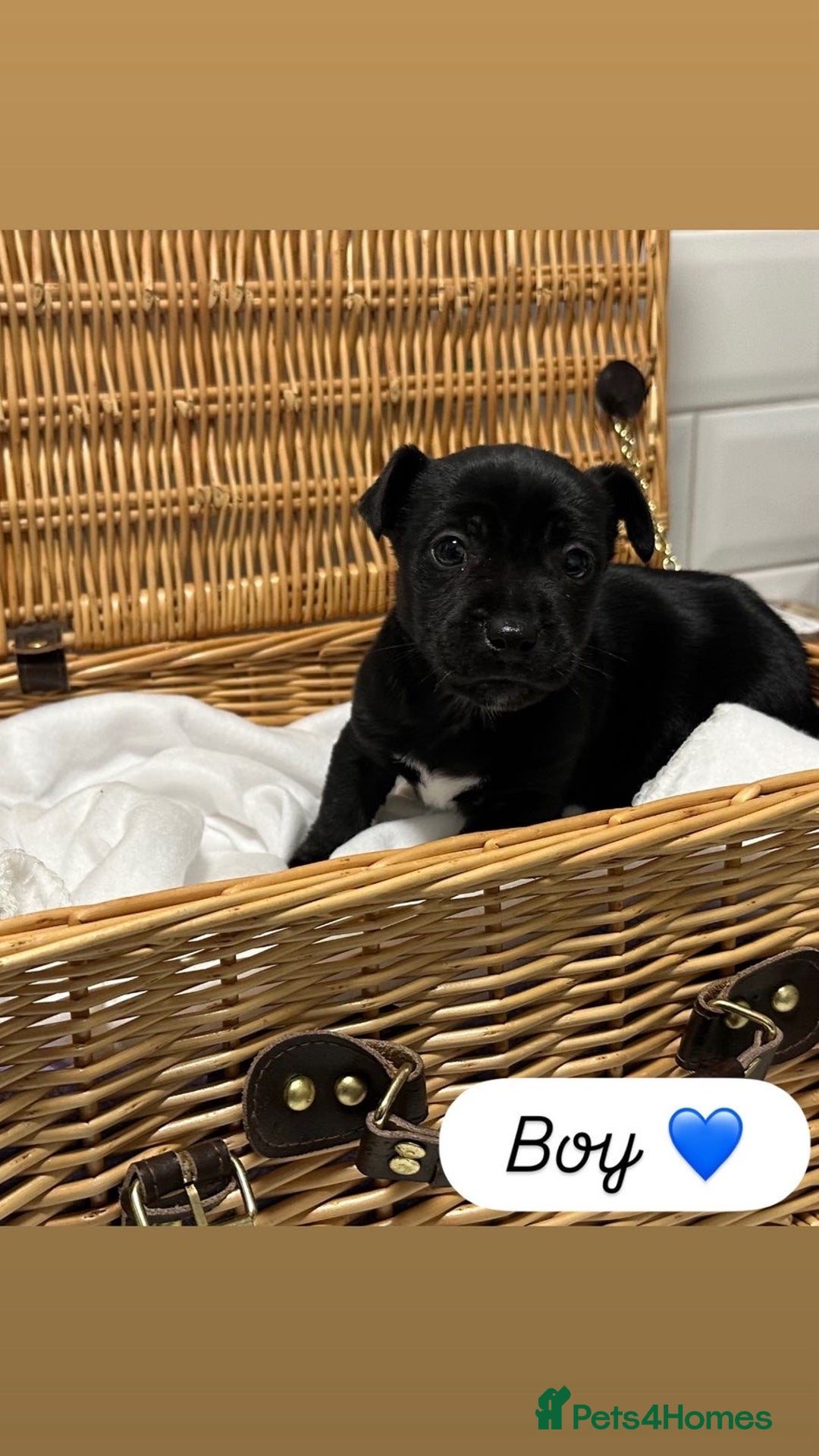 Jack Russell dogs for sale: Jack Russel Puppies  - Advert 9