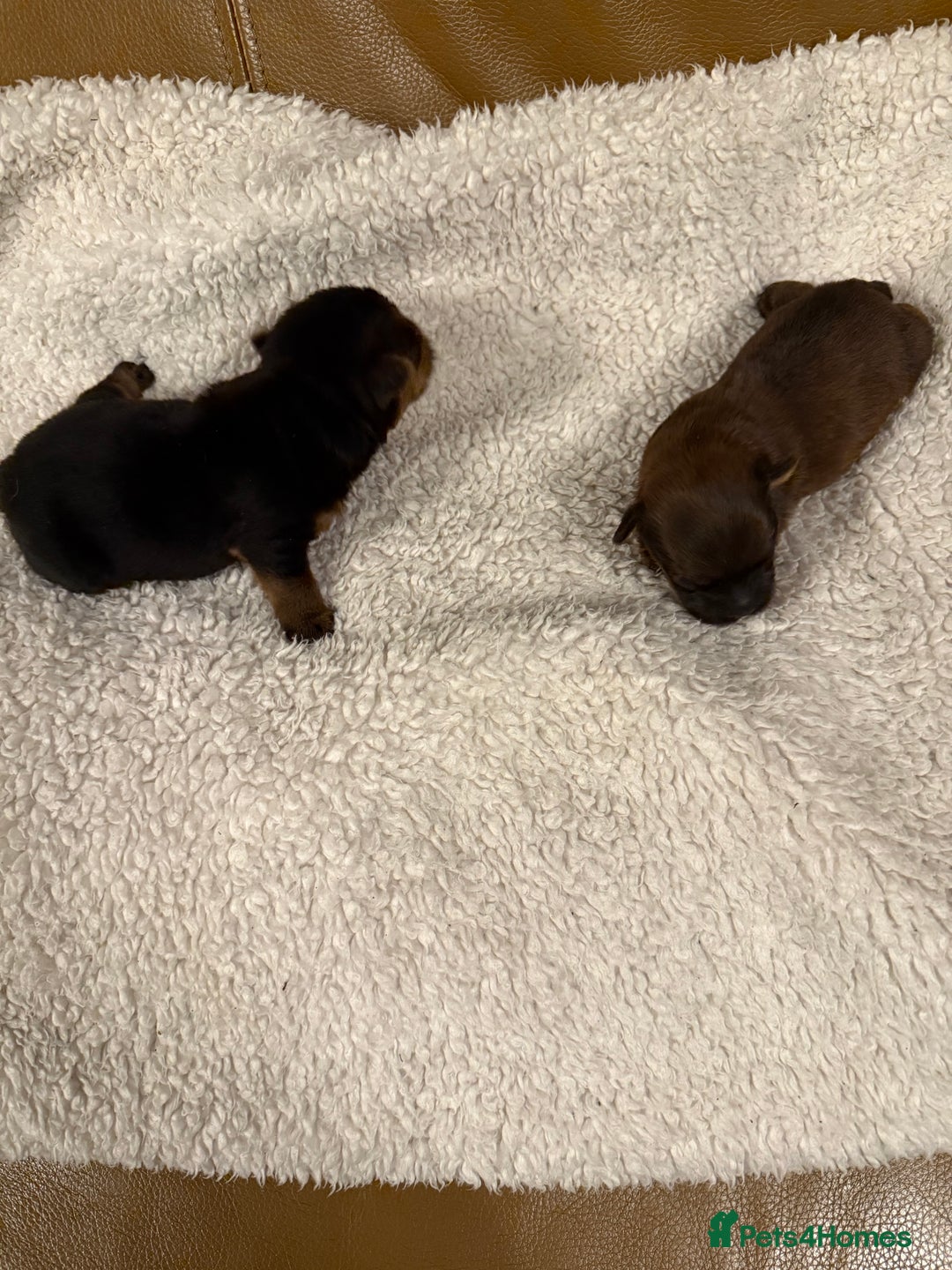 Norfolk Terrier dogs for sale: Nolfolk terrier pups - Image 11