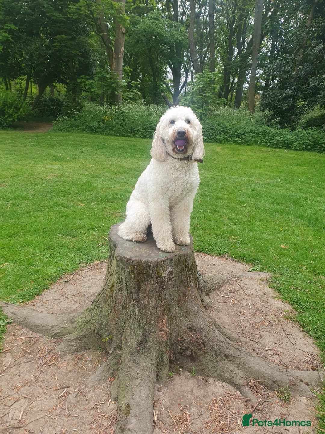 Goldendoodle dogs for sale: 🐾 Adorable Standard Goldendoodle Puppies 🐾 - Image 2