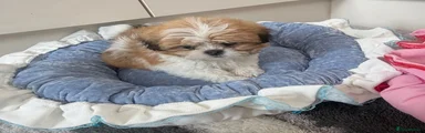 Shih Tzu Puppy 1