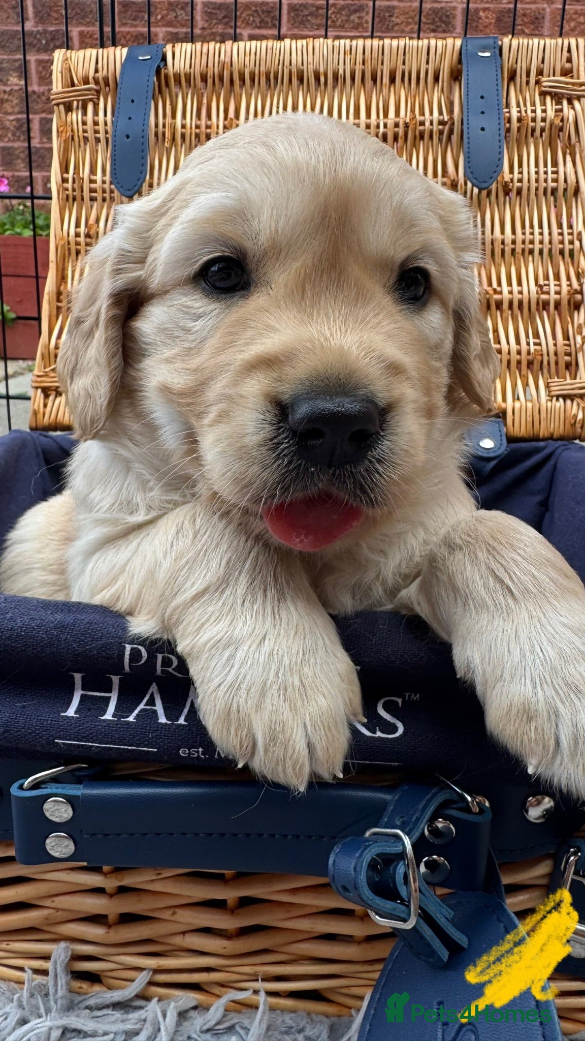 Golden Retriever dogs LARGE SIZE PURE GOLDEN RETRIEVER PUPPIES!!! - Advert 4