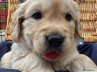 Golden Retriever dogs LARGE SIZE PURE GOLDEN RETRIEVER PUPPIES!!! - Advert 4