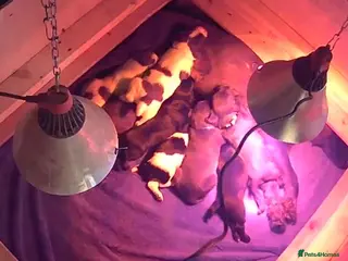 Sprocker dogs Working sprocker pups - Advert 4