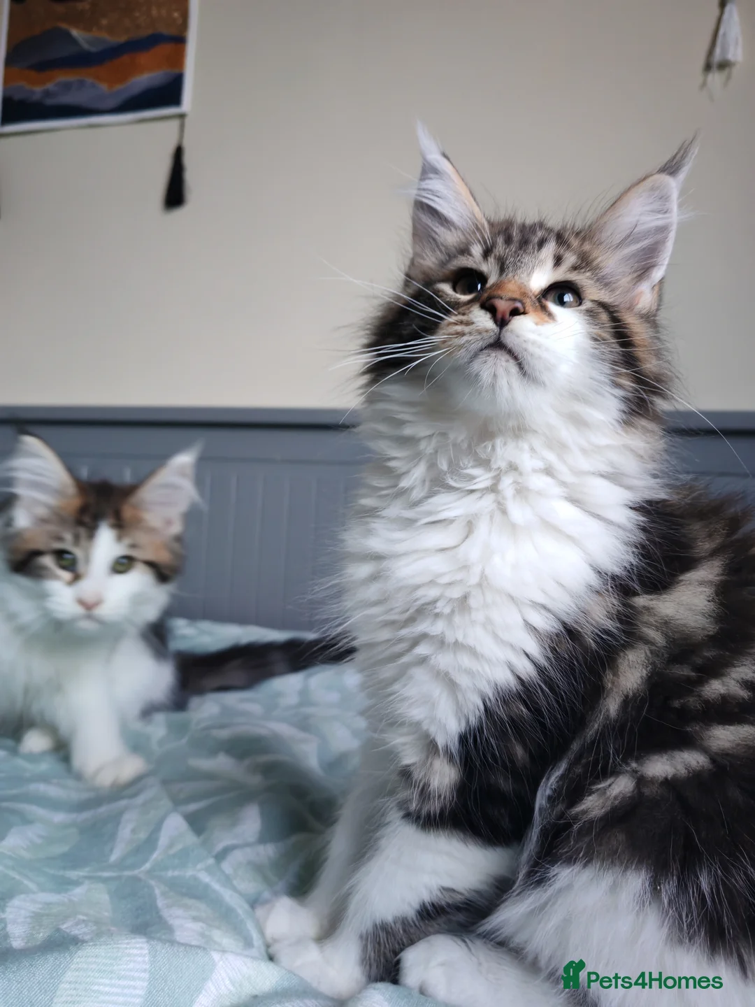 Maine Coon cats for sale: Purebred Maine coon 😍😍 - Advert 9