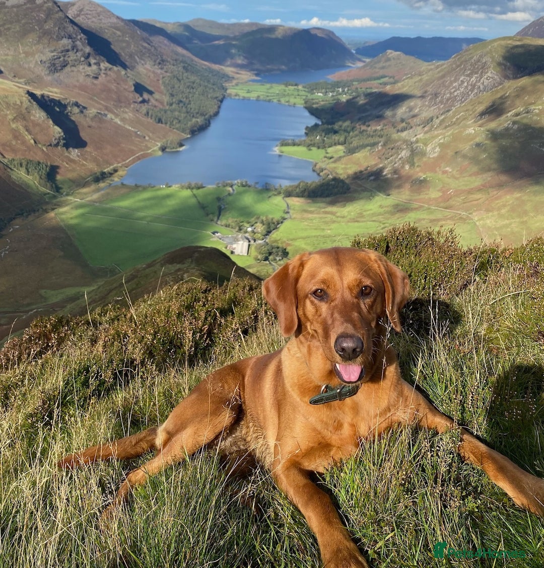 Labrador Retriever dogs for sale: 8 Fox Red/Black Working Labradors - Image 9