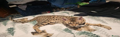 Savannah Kitten 1