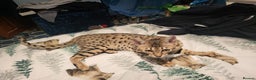 Savannah cats for sale: narla the f5 savannah - Advert 1