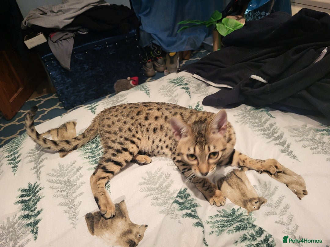 Savannah cats for sale: narla the f5 savannah - Advert 1