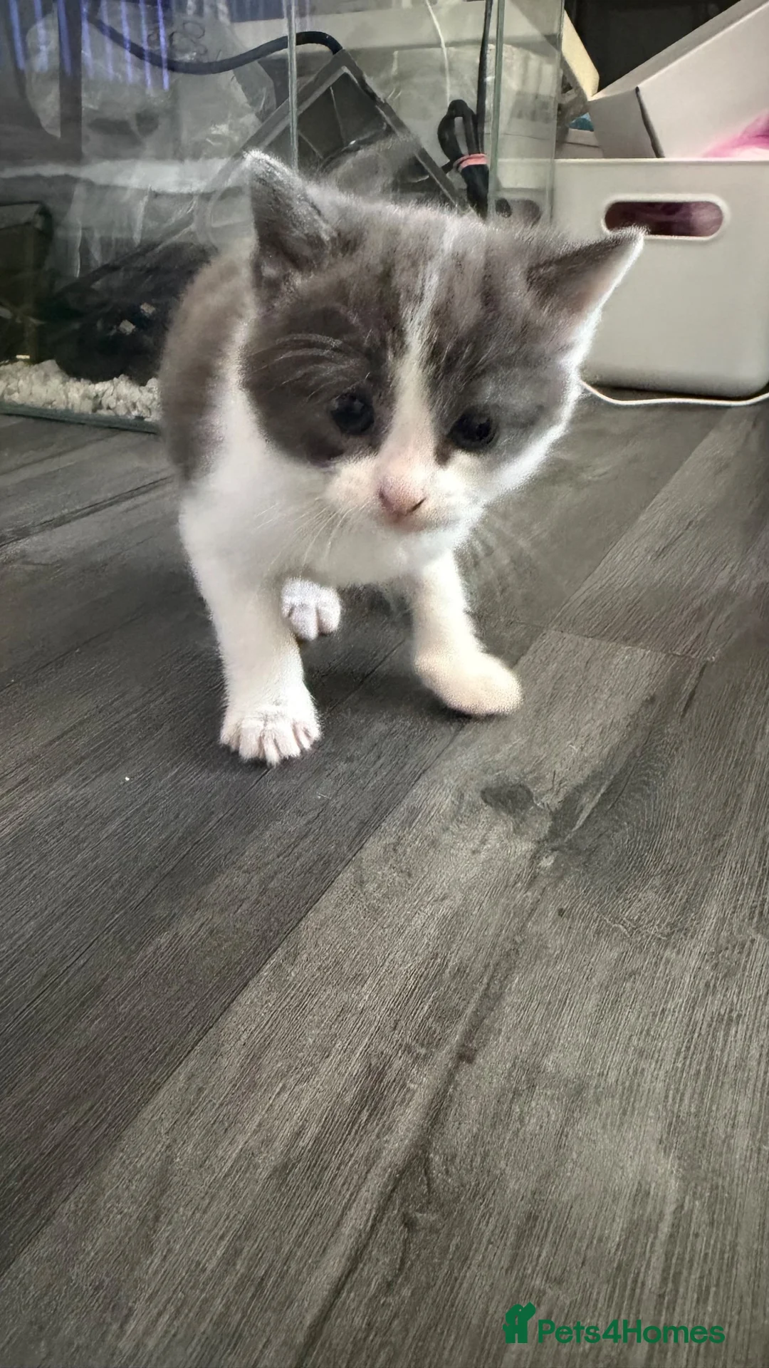 Mixed Breed cats for sale: 2 female kittens  - Advert 2