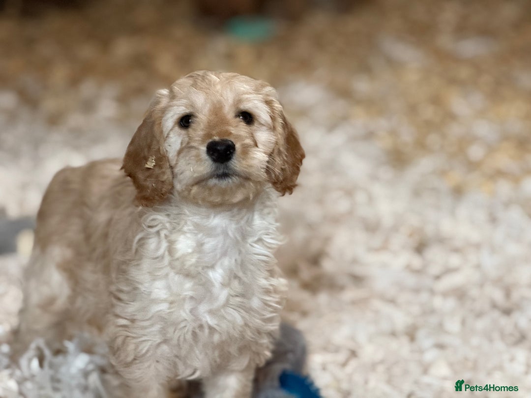 Cockapoo dogs for sale: F1 standard Cockapoo’s  - Advert 3