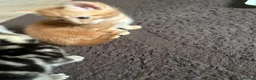 Mixed Breed cats for sale: 7 beautiful kittens  - Advert 8