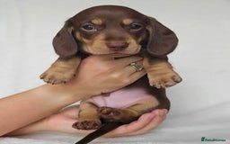 Miniature Dachshund dogs for sale: Active miniature Dachshund puppies. - Image 6